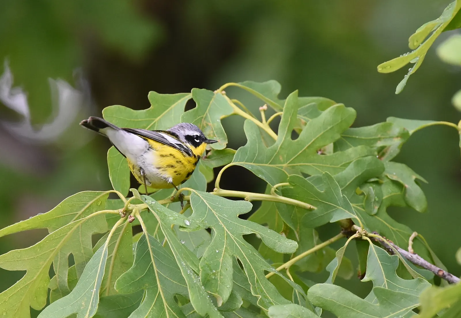 Yellow Bird Magnolia (Magnolia 'Yellow Bird') — ensuring the longevity and vigor of this captivating tree