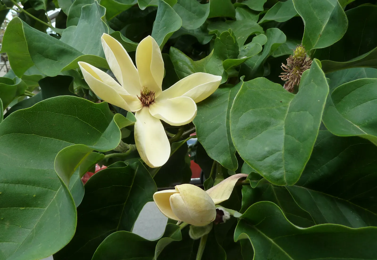 Yellow Bird Magnolia (Magnolia 'Yellow Bird') — Known for its vibrant canary-yellow blooms