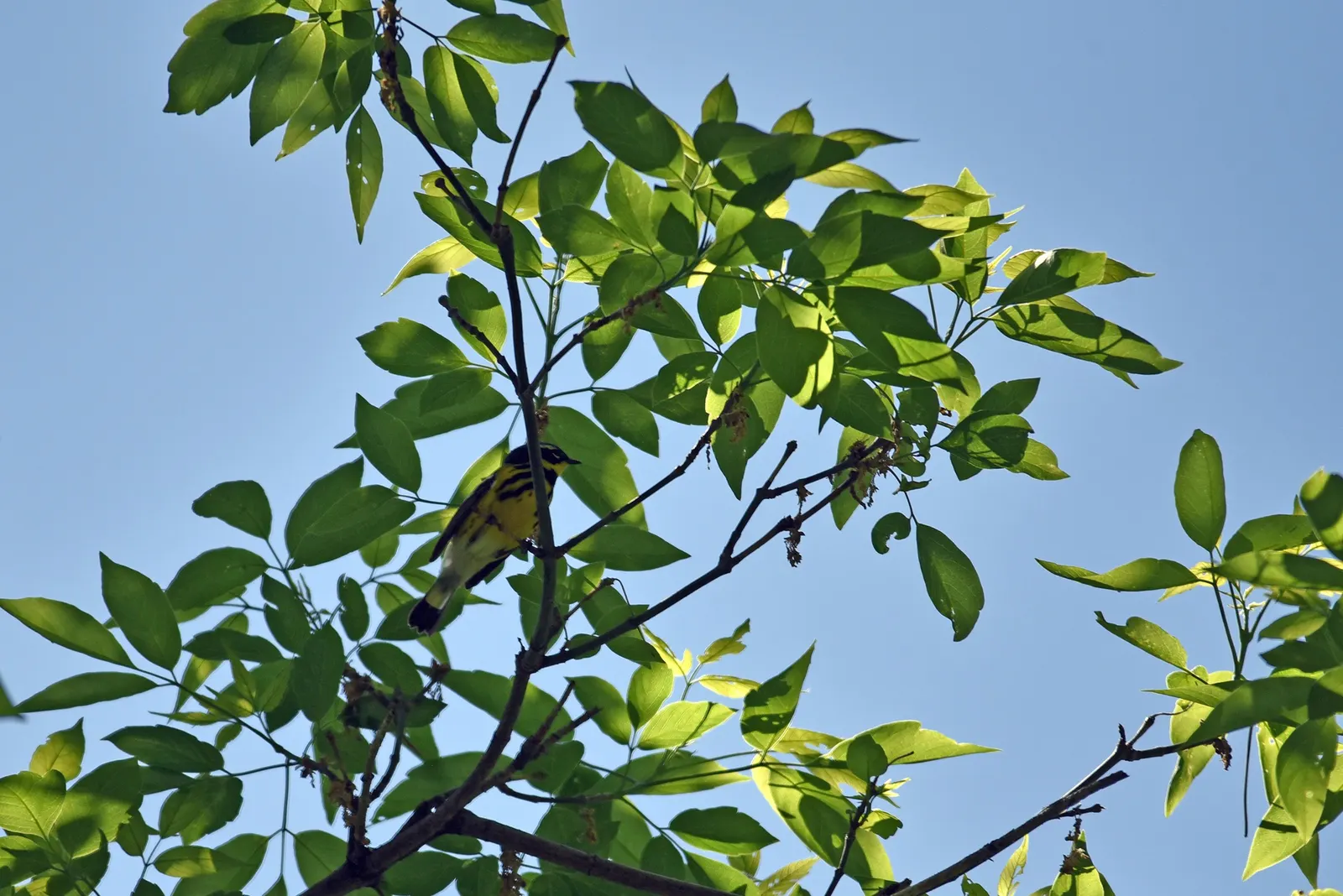 Yellow Bird Magnolia (Magnolia 'Yellow Bird') — shrub / tree with yellow blooms