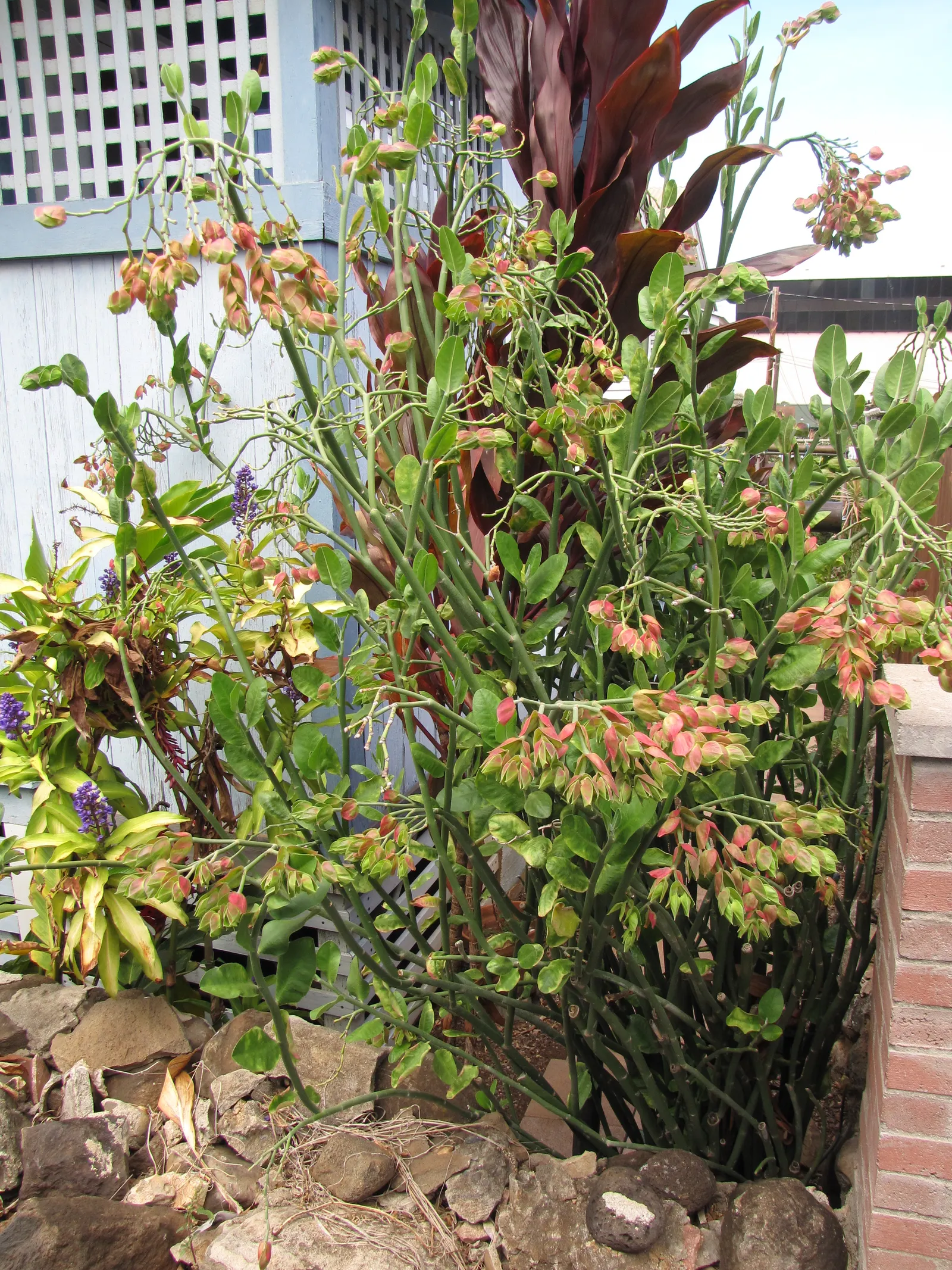 Tropic-Tillo (Pedilanthus Bracteatus) — its architectural form makes it a standout among other greenery
