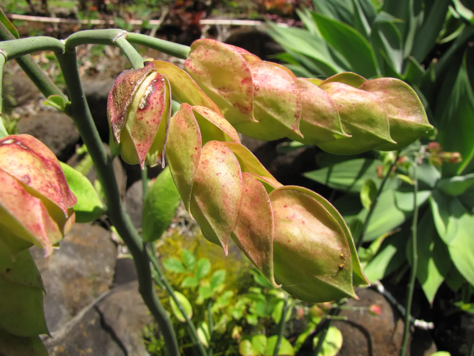 Tropic-Tillo (Pedilanthus Bracteatus) — perfect for adding a touch of the exotic to any garden