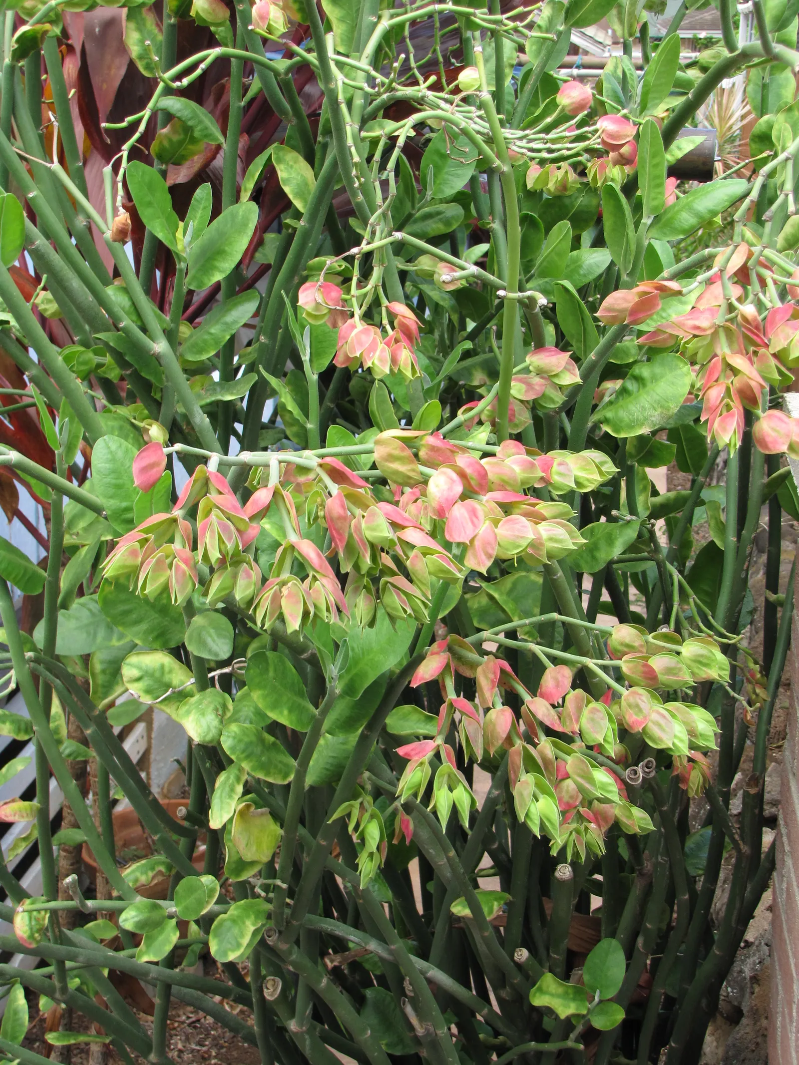 Tropic-Tillo (Pedilanthus Bracteatus) — scientifically named Pedilanthus bracteatus