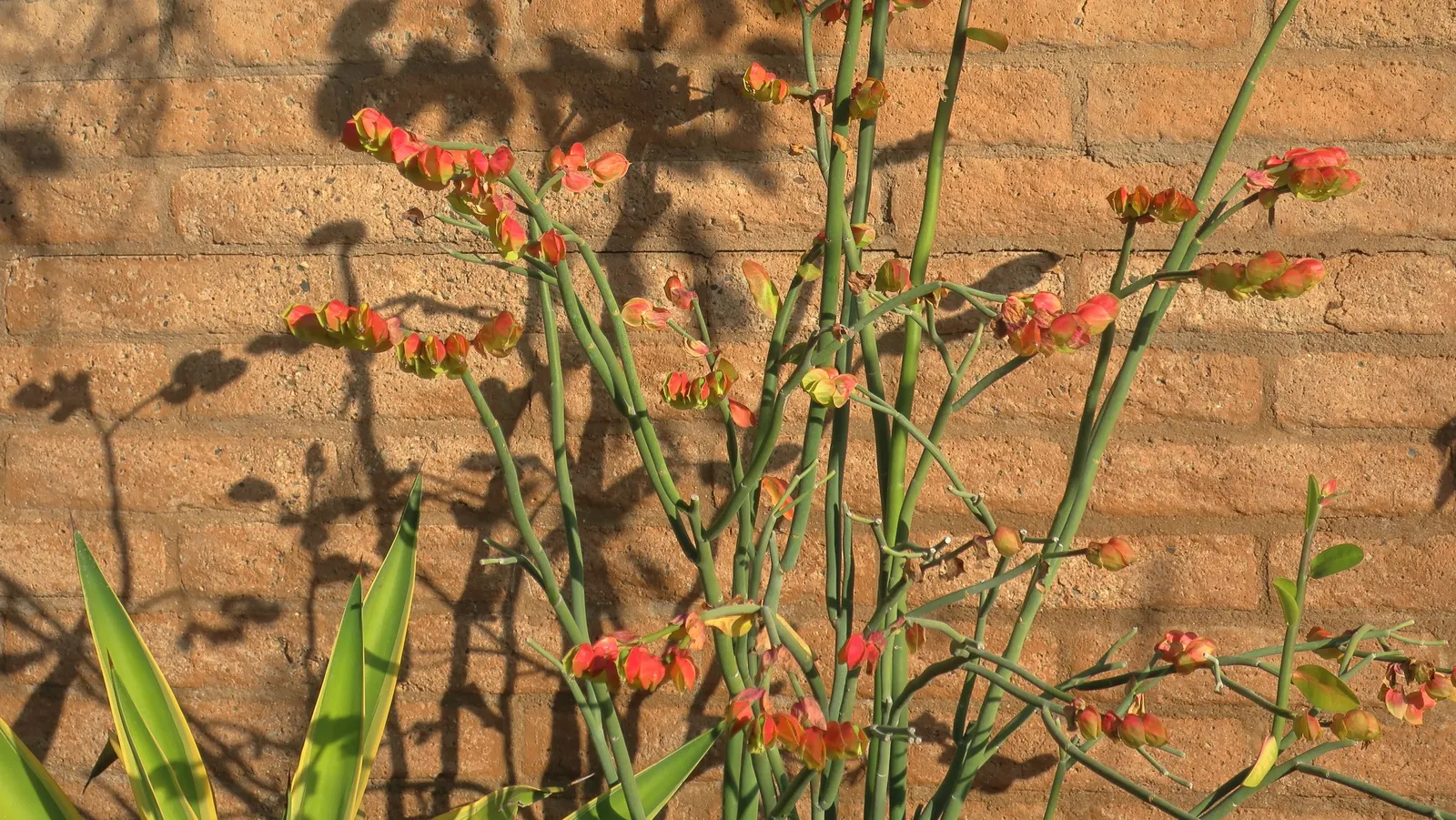 Tropic-Tillo (Pedilanthus Bracteatus) — It is drought-tolerant once established