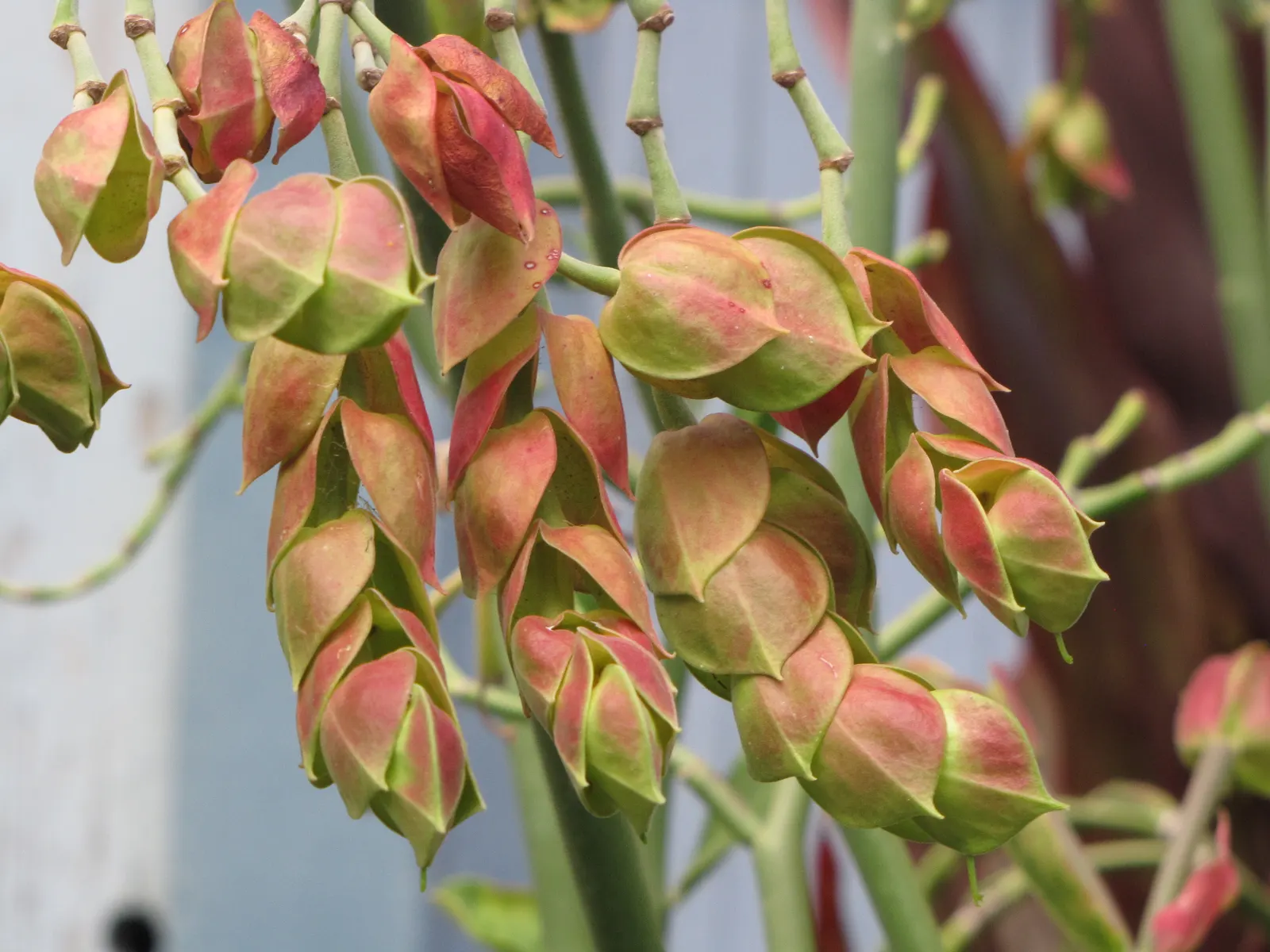 Tropic-Tillo (Pedilanthus Bracteatus) — is an intriguing and almost sculptural plant