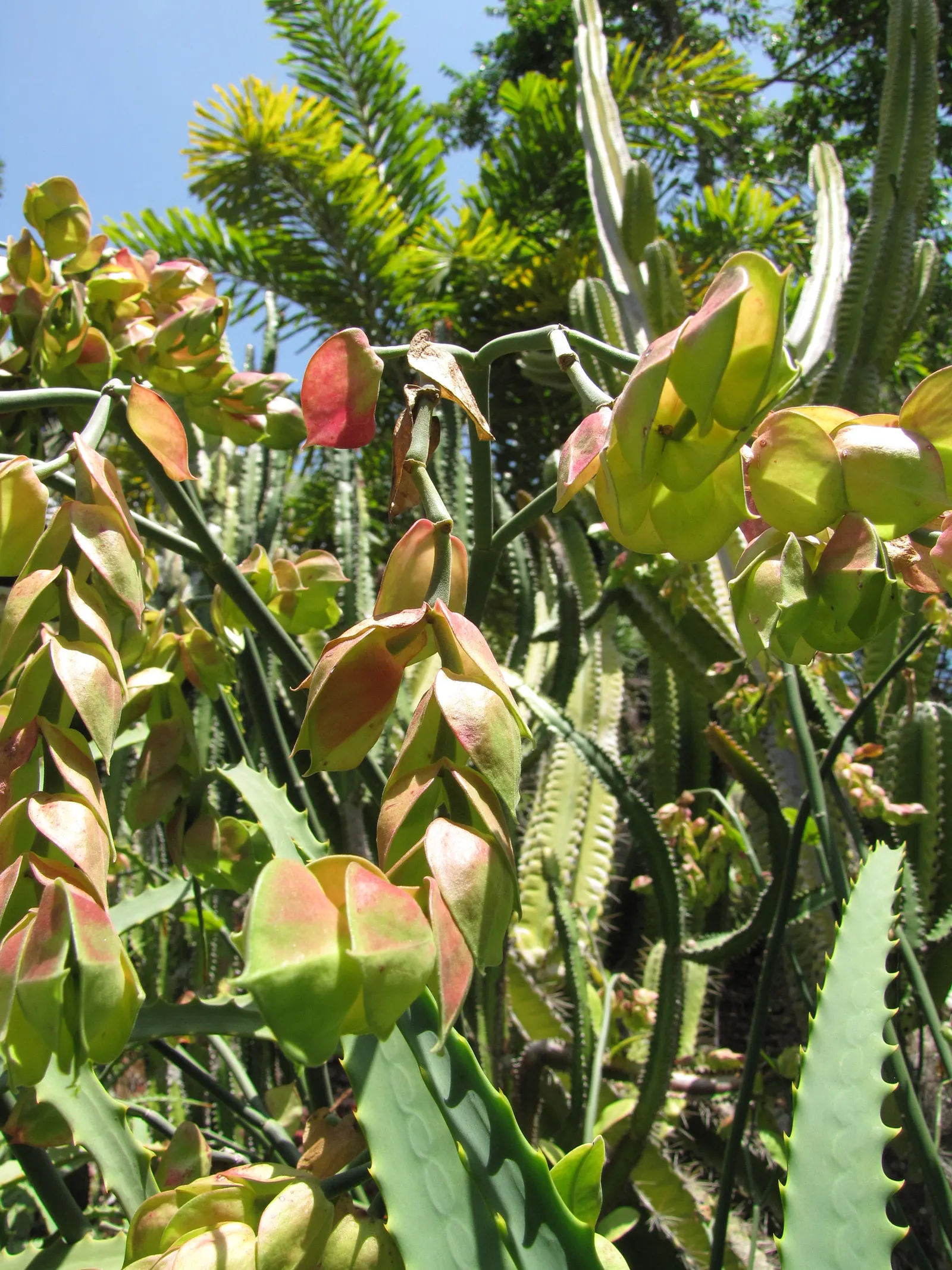 Tropic-Tillo (Pedilanthus Bracteatus) — fleshy leaves are a vibrant green with a smooth texture