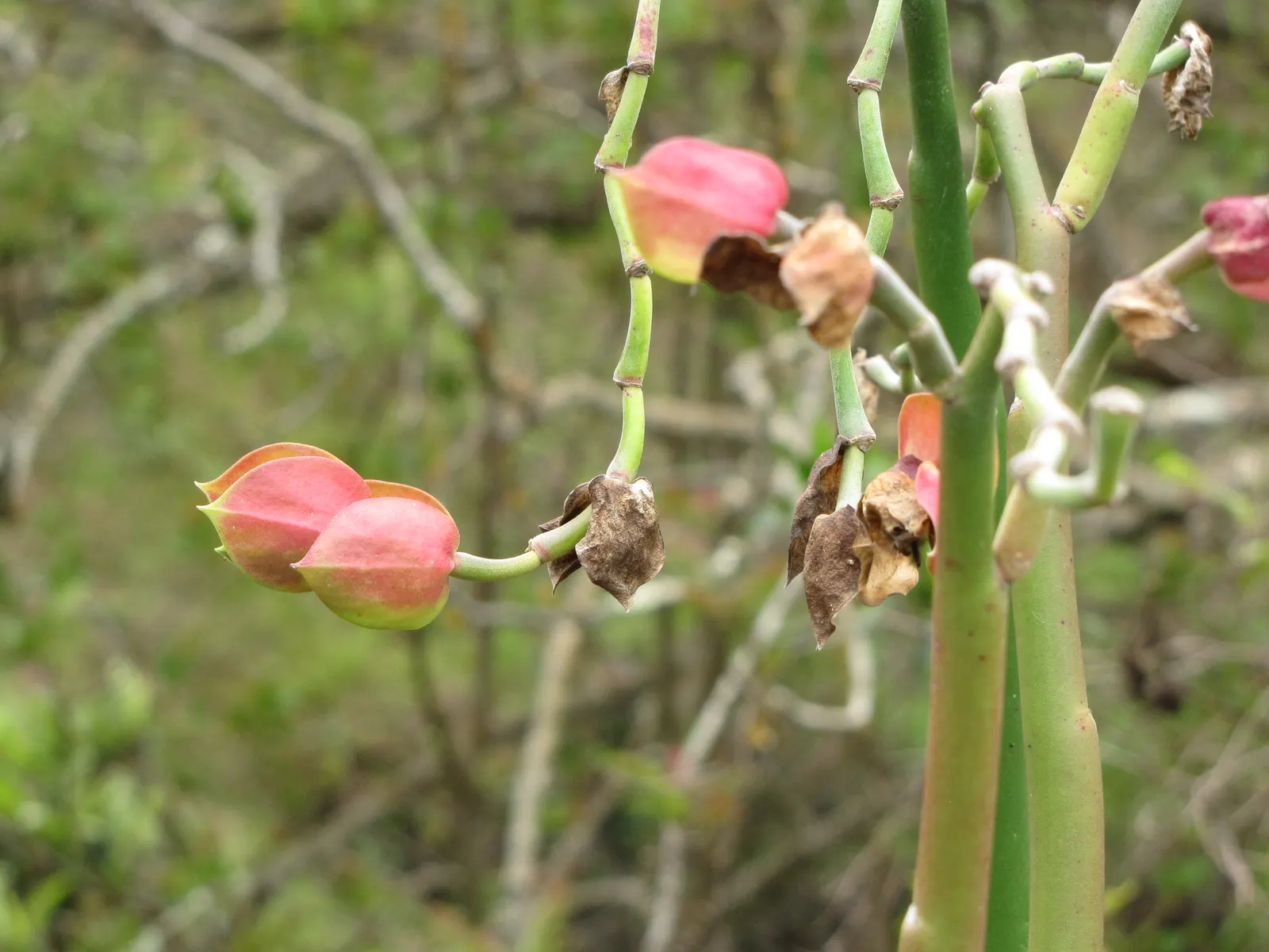 Tropic-Tillo (Pedilanthus Bracteatus) — This low-maintenance plant adds exotic flair and is excellent for creating visual interest in xeriscaped areas