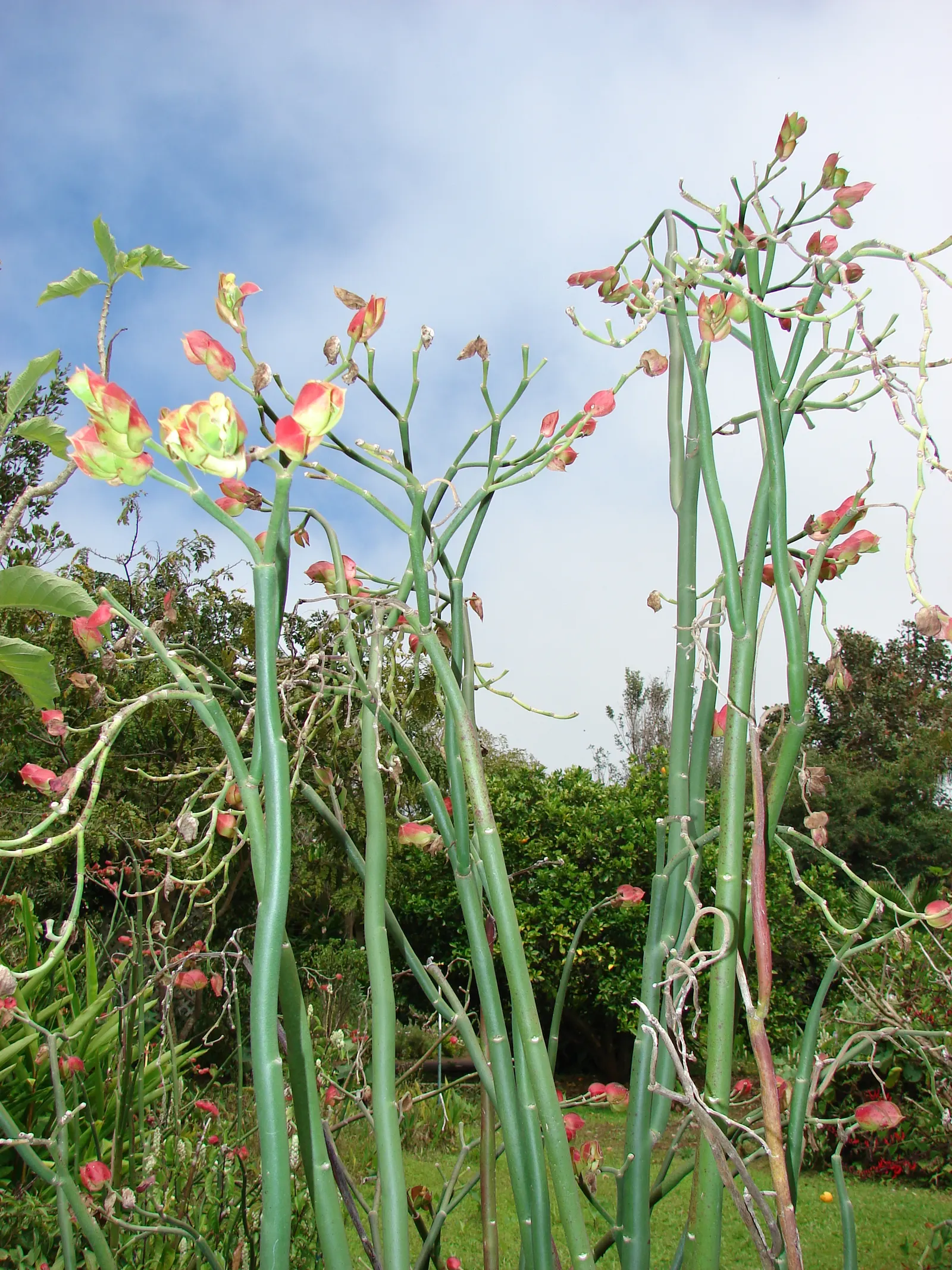 Tropic-Tillo (Pedilanthus Bracteatus) — typically blooming in the summer or early fall.<br><br>Adapted to USDA Hardiness Zones 9b through 11