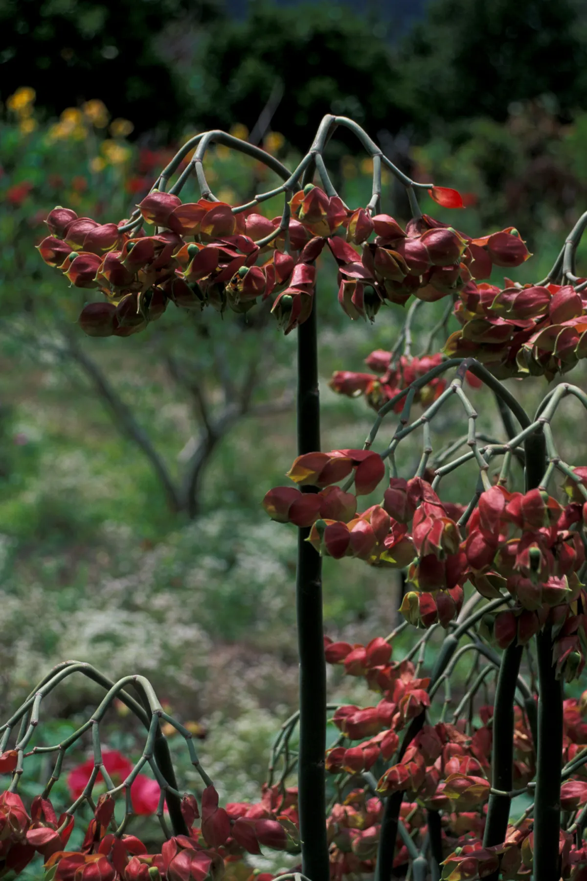 Tropic-Tillo (Pedilanthus Bracteatus) — so it's advisable to position the plant where it will not be brushed by passersby