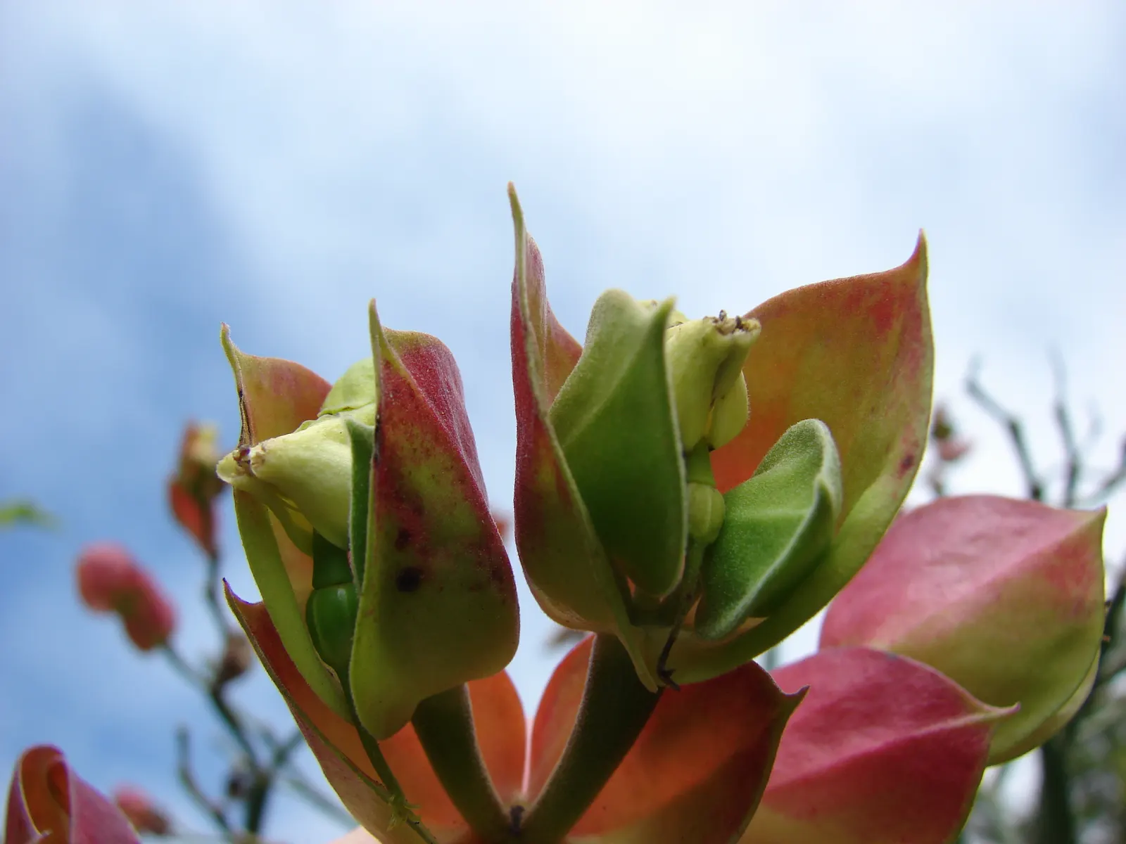Tropic-Tillo (Pedilanthus Bracteatus) — As you consider incorporating this specimen into your landscape design