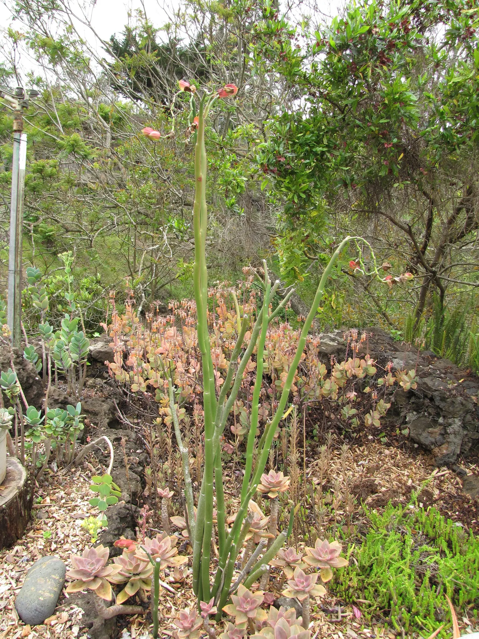 Tropic-Tillo (Pedilanthus Bracteatus) — The Tropic-Tillo boasts slender, zigzagging stems, giving it an otherworldly, almost coral-like appearance
