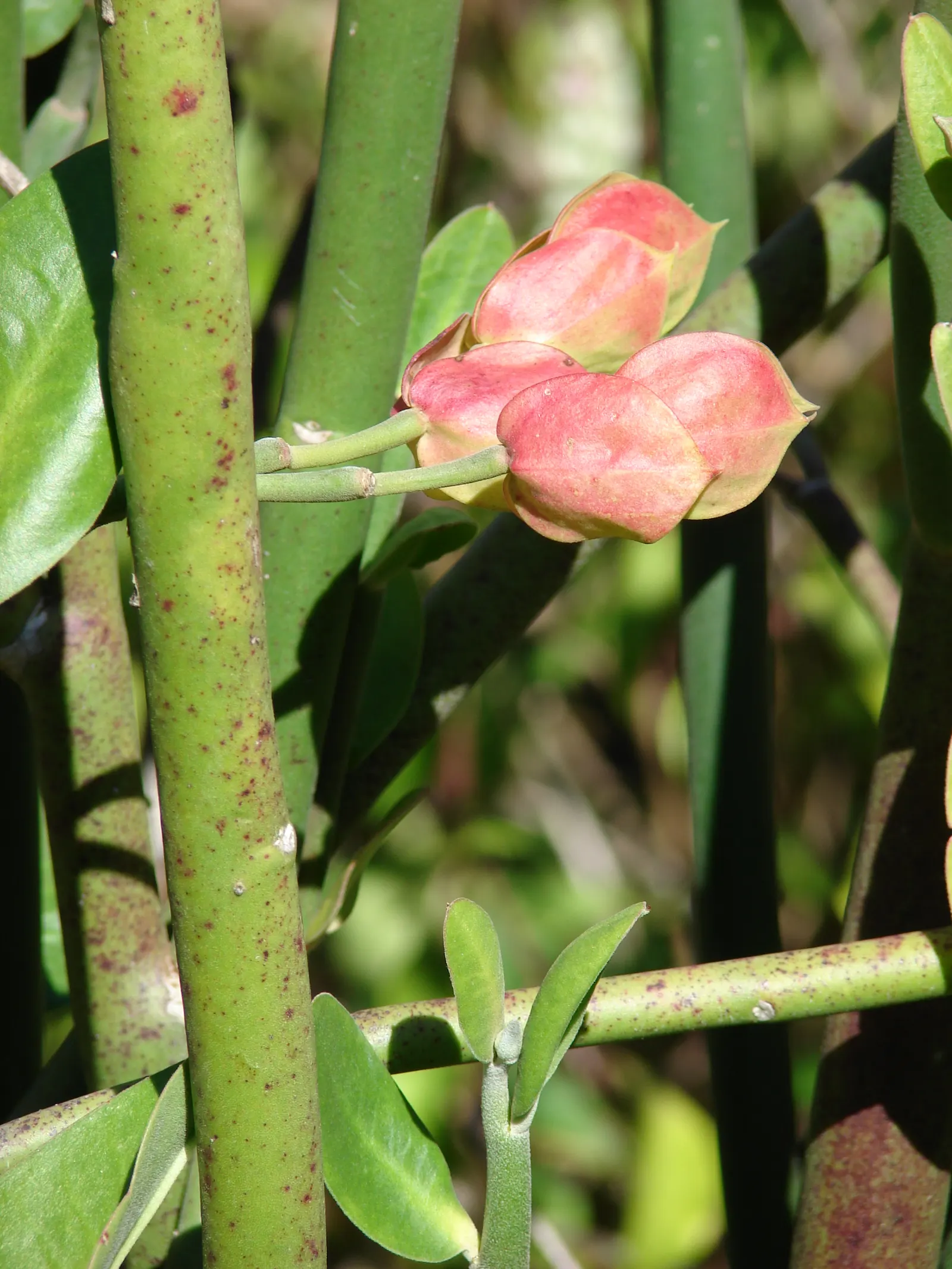 Tropic-Tillo (Pedilanthus Bracteatus) — the milky sap can be an irritant