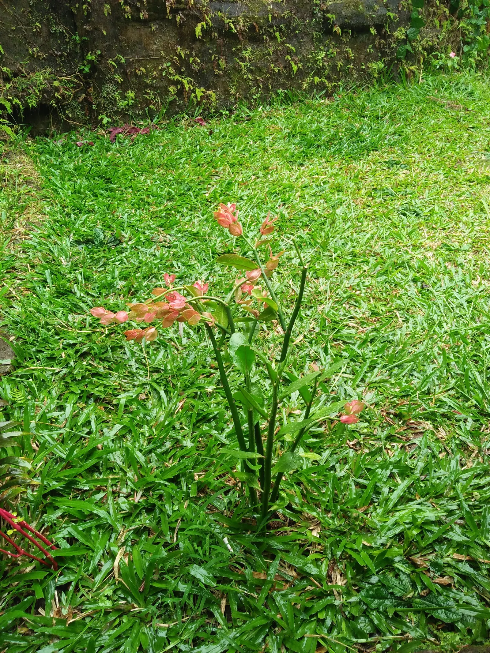 Tropic-Tillo (Pedilanthus Bracteatus) — the Tropic-Tillo is a resilient