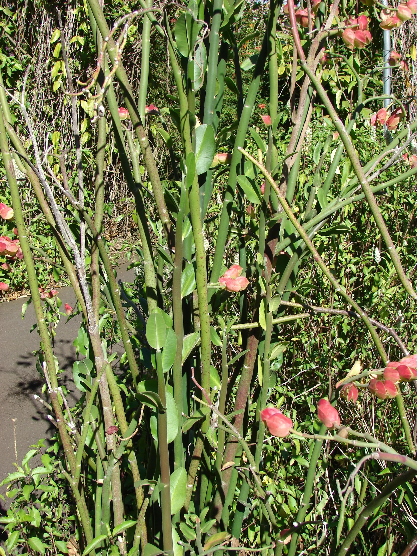 Tropic-Tillo (Pedilanthus Bracteatus) — requiring at least 4 to 6 hours of direct sunlight per day