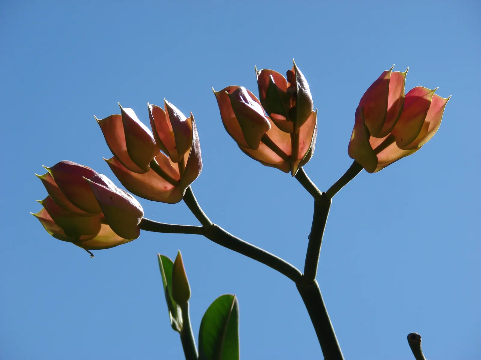 Tropic-Tillo (Pedilanthus Bracteatus) — Tropic-Tillo prefers well-drained soil and thrives in full to partial sun