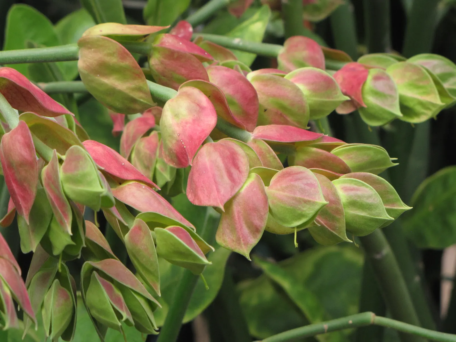 Tropic-Tillo (Pedilanthus Bracteatus) — The Tropic-Tillo, or Pedilanthus bracteatus, is a vibrant perennial shrub, reaching up to 3 to 5 feet tall