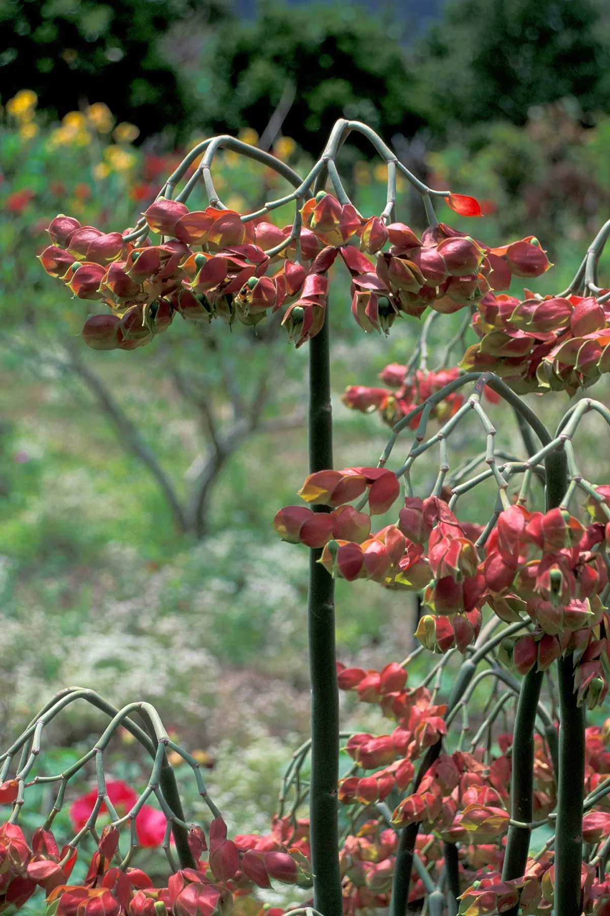 Tropic-Tillo (Pedilanthus Bracteatus) — Hardy in USDA zones 9-11, it prefers well-drained soil and partial to full sunlight