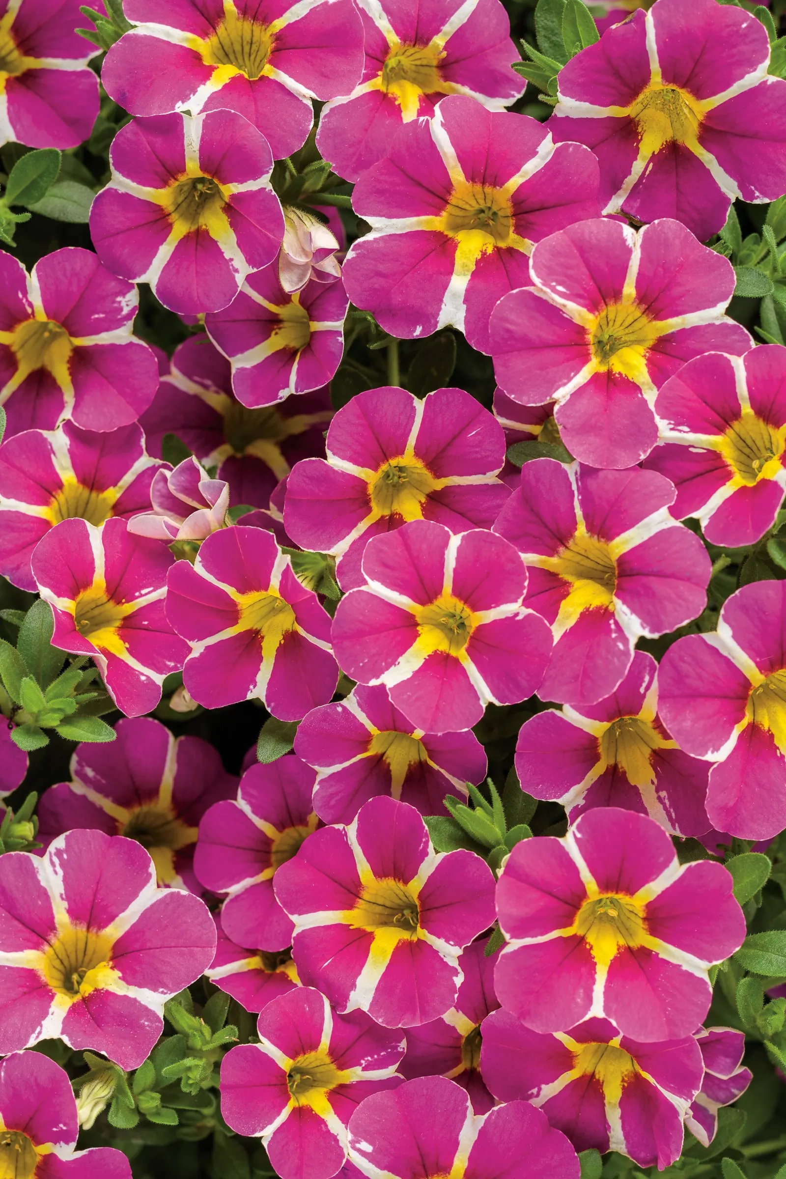 Rising Star™ Calibrachoa — or airy white blooms for contrast