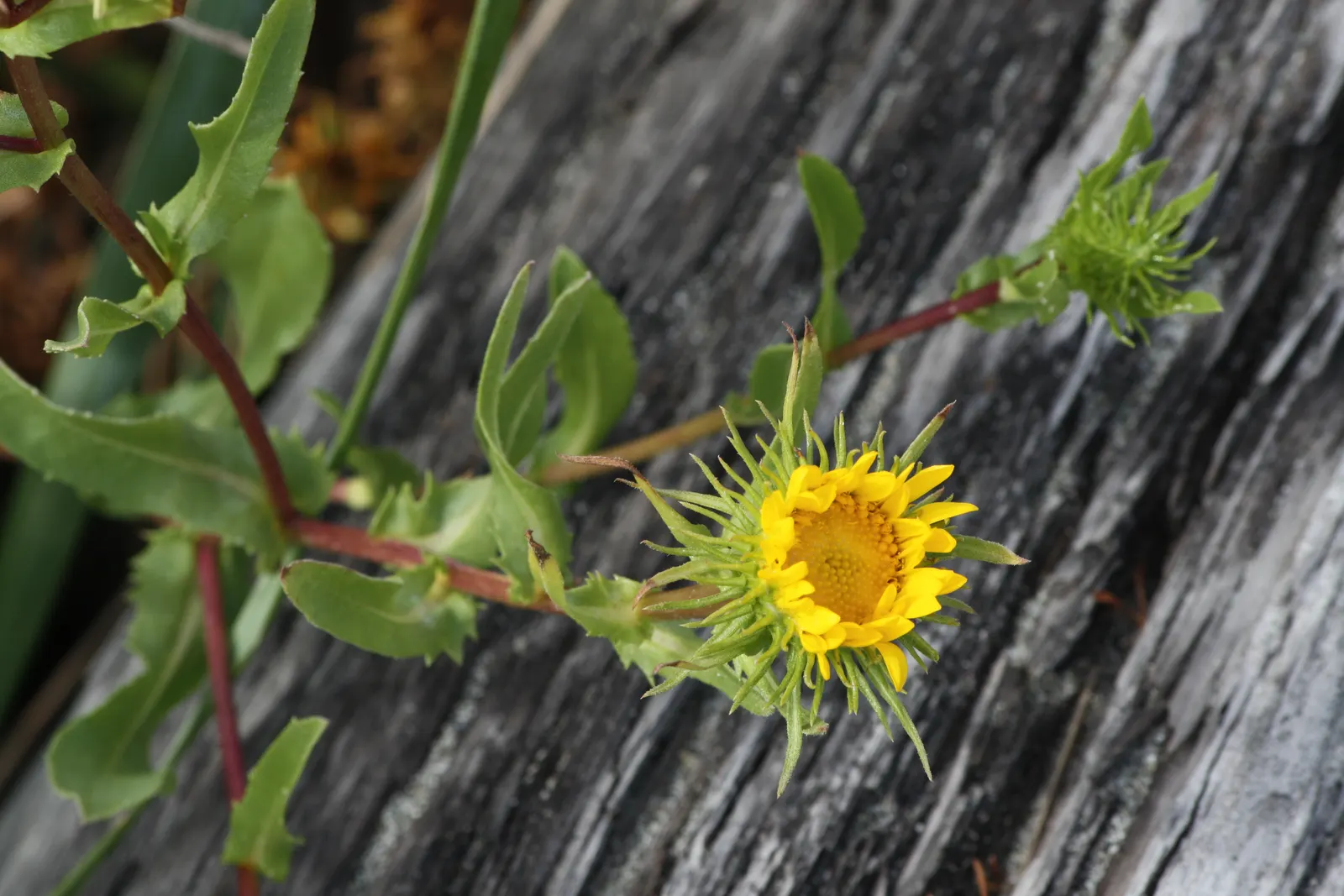 Puget Sound Gumweed (Grindelia Integrifolia) — It's an enticing choice for pollinator-friendly gardens