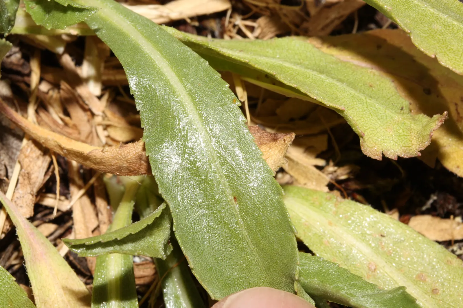 Puget Sound Gumweed (Grindelia Integrifolia) — Its gummy-resin coated buds give it a distinctive appearance