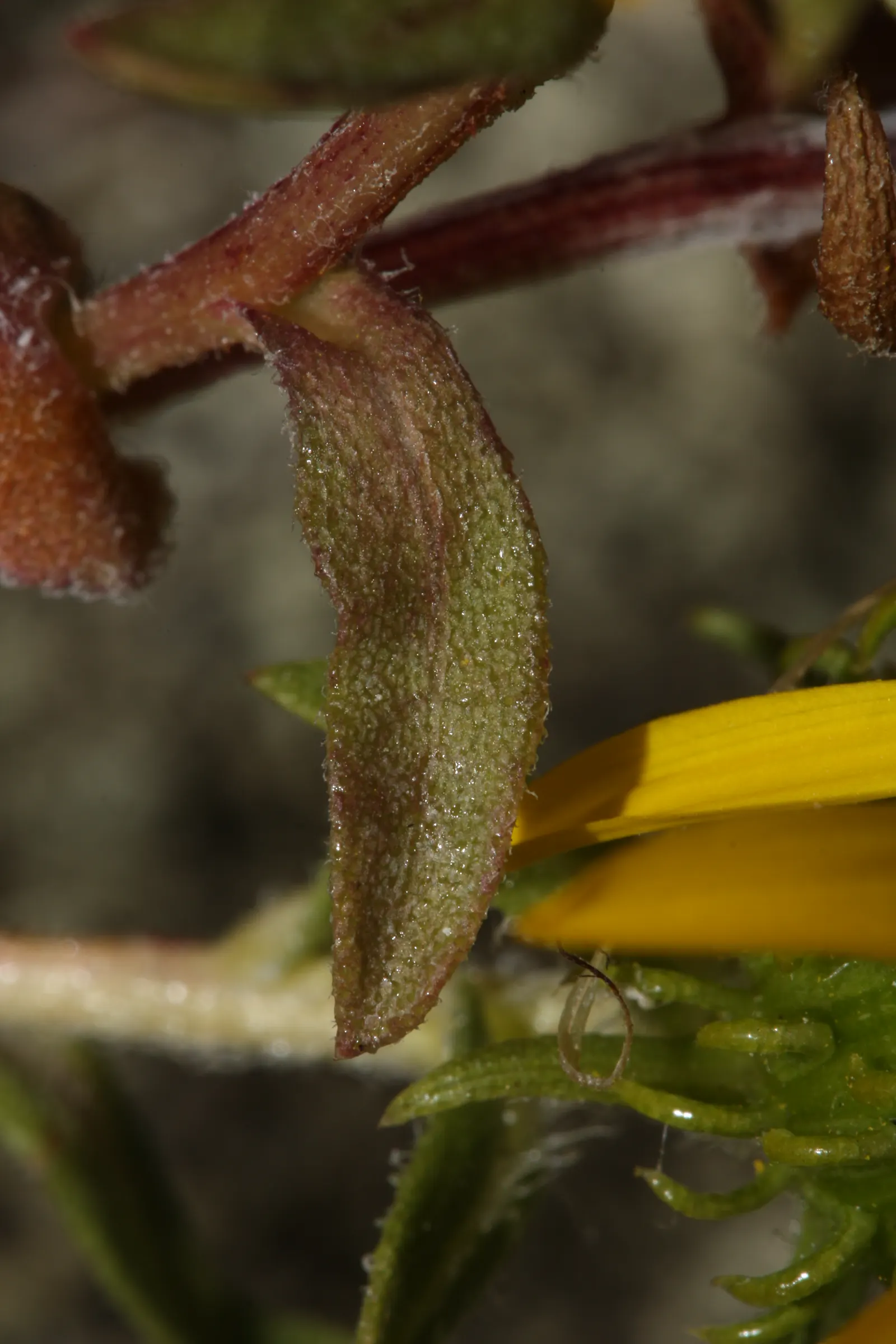 Puget Sound Gumweed (Grindelia Integrifolia) — lance-shaped leaves that span 2 to 6 inches in length