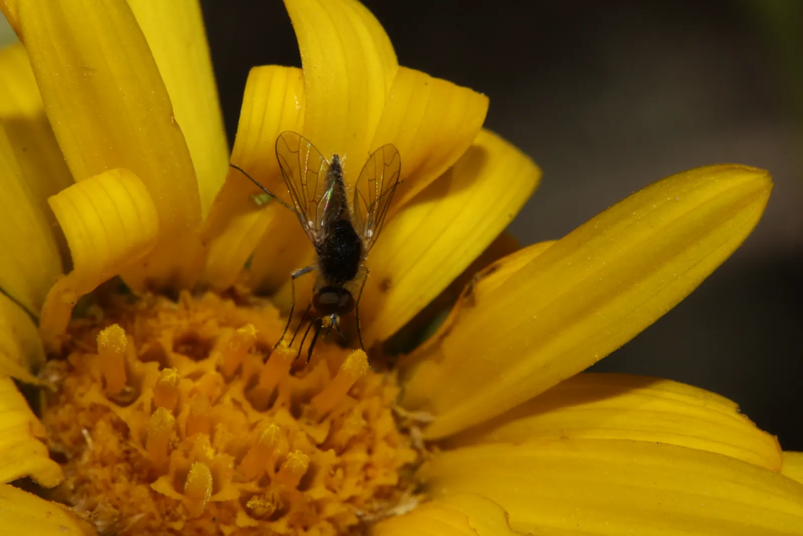 Puget Sound Gumweed (Grindelia Integrifolia) — commonly referred to as the Puget Sound gumweed