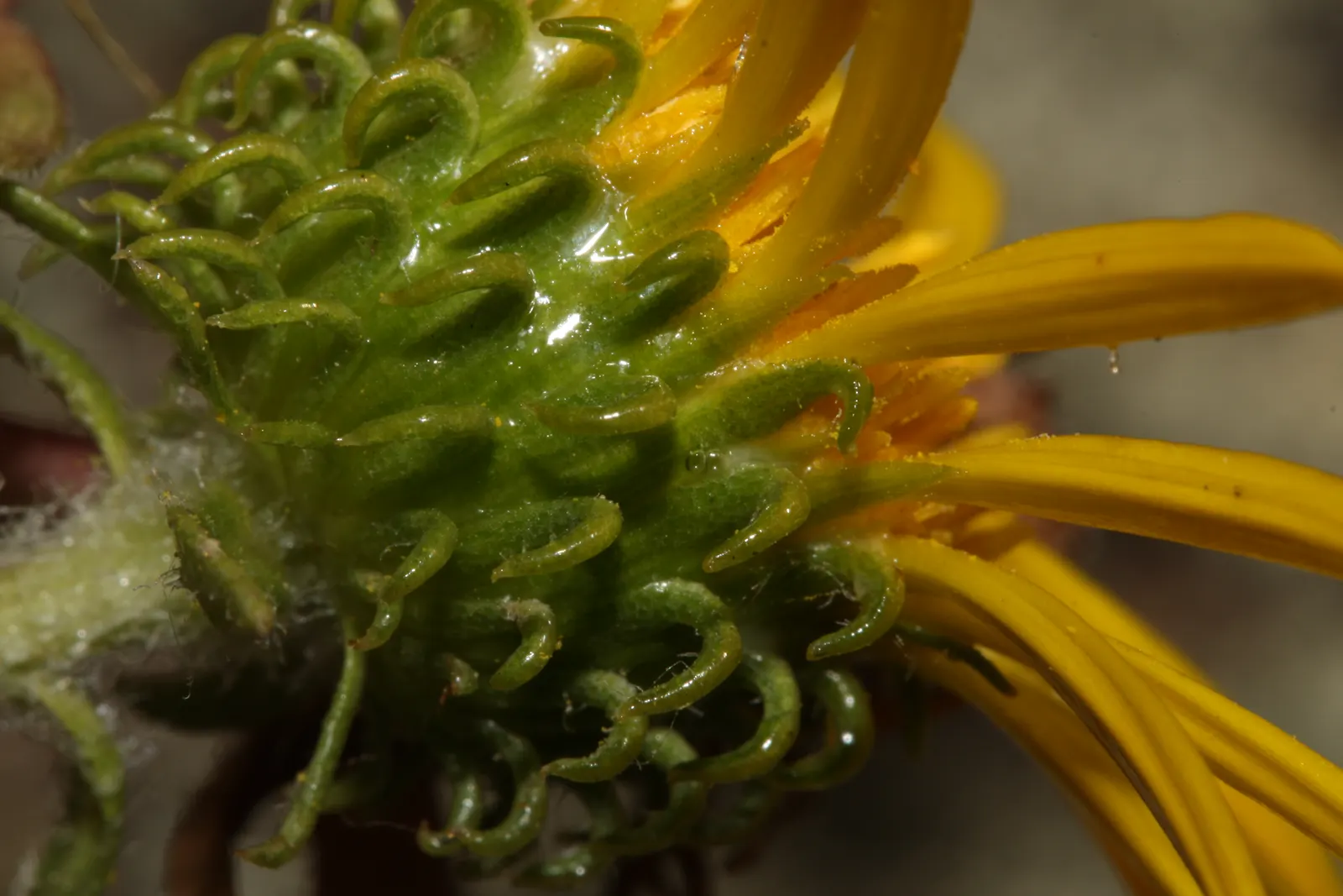 Puget Sound Gumweed (Grindelia Integrifolia) — The Puget Sound Gumweed, or Grindelia integrifolia, is a hardy perennial native to the Pacific Northwest