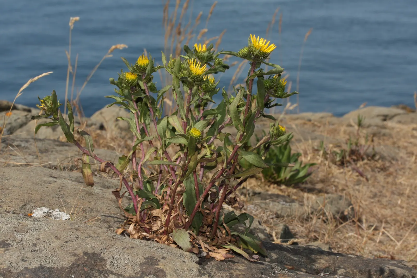 Puget Sound Gumweed (Grindelia Integrifolia) — Each flower head measures 1 to 2 inches across
