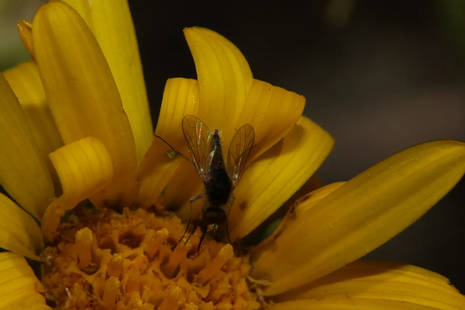 Puget Sound Gumweed (Grindelia Integrifolia) — its water requirements are moderate