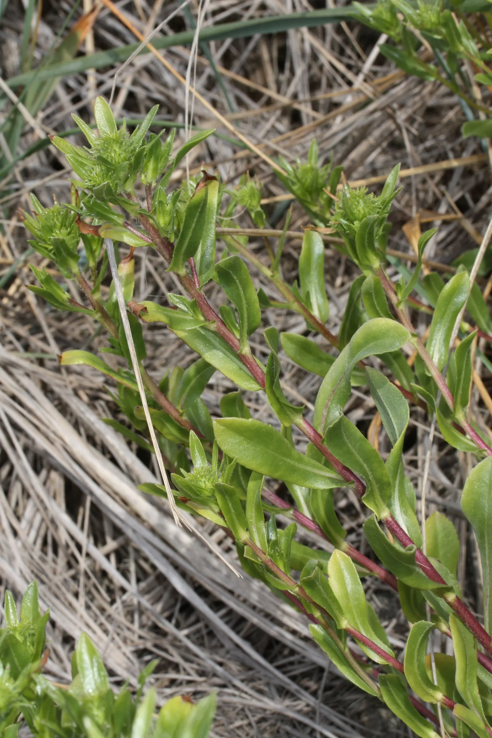 Puget Sound Gumweed (Grindelia Integrifolia) — which come to life in the late summer and early fall months