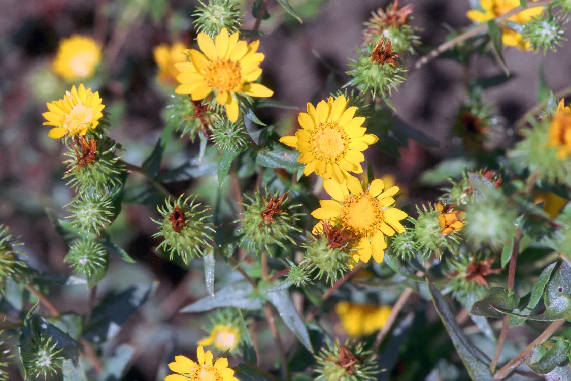 Puget Sound Gumweed (Grindelia Integrifolia) — Renowned for its resilience and ornamental appeal
