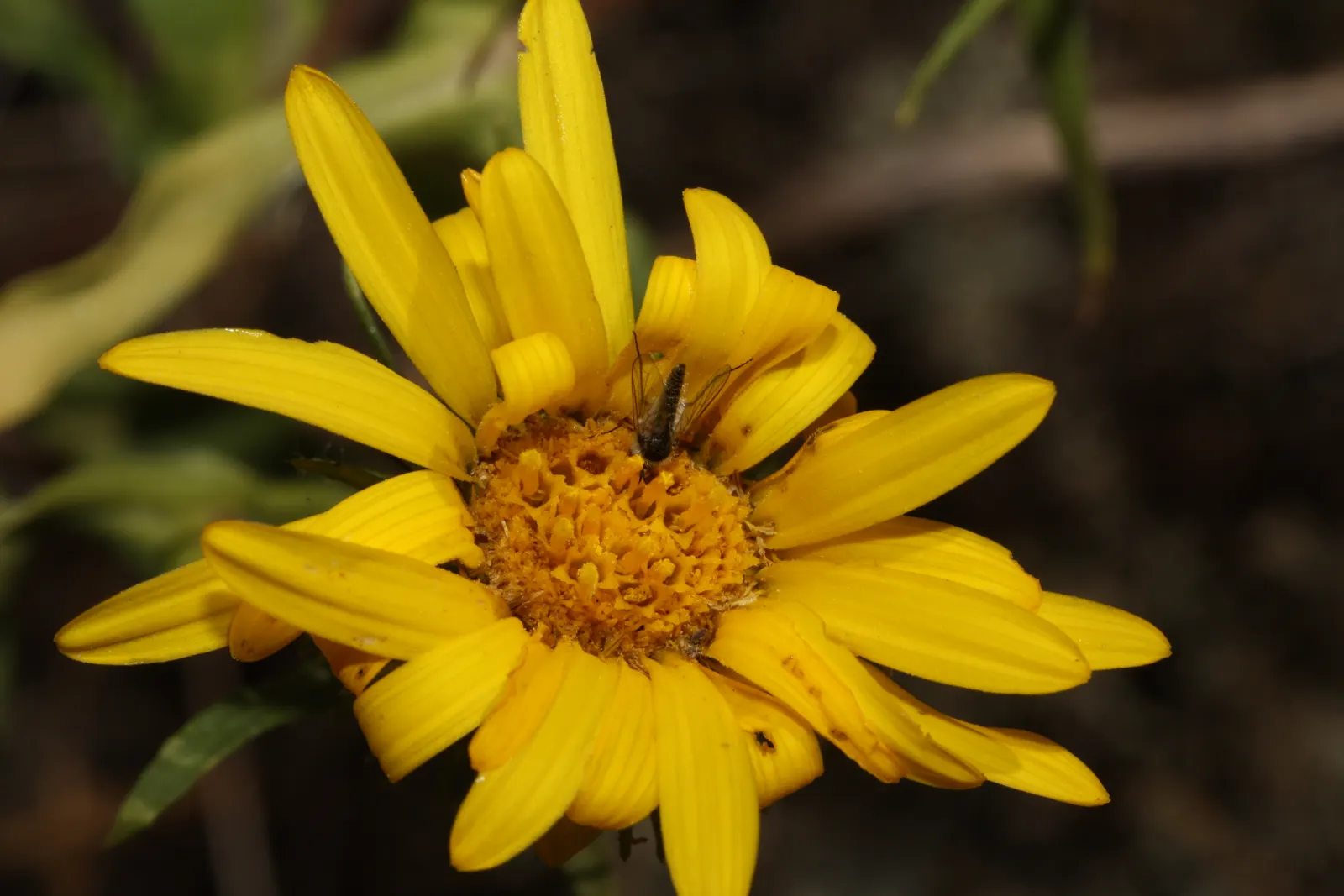 Puget Sound Gumweed (Grindelia Integrifolia) — is a robust perennial herb native to North America's Pacific Northwest region