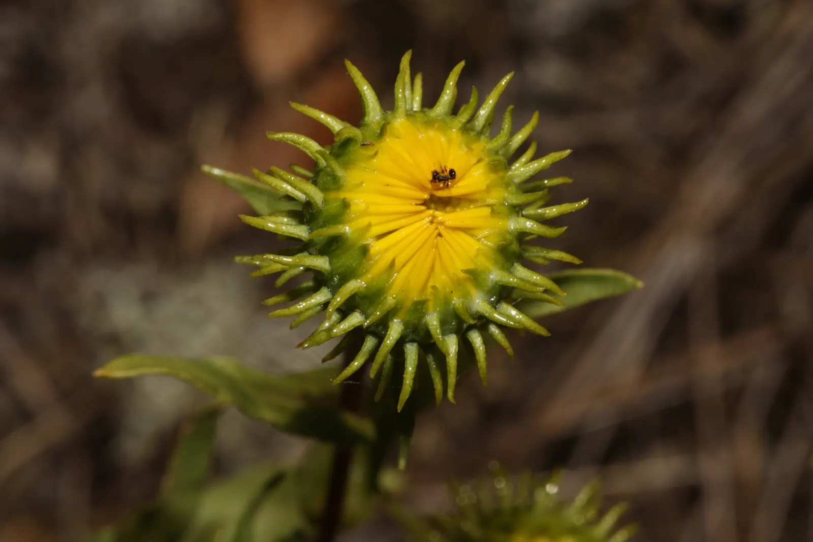 Puget Sound Gumweed (Grindelia Integrifolia) — This robust plant boasts bright yellow daisy-like flowers from late summer to fall, attracting pollinators