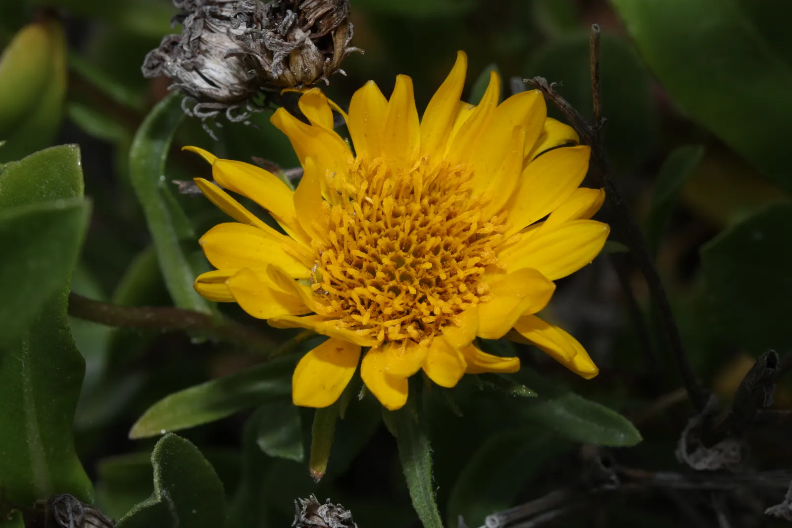 Puget Sound Gumweed (Grindelia Integrifolia) — historically has medicinal applications.<br><br>Well-adapted to a variety of soil types