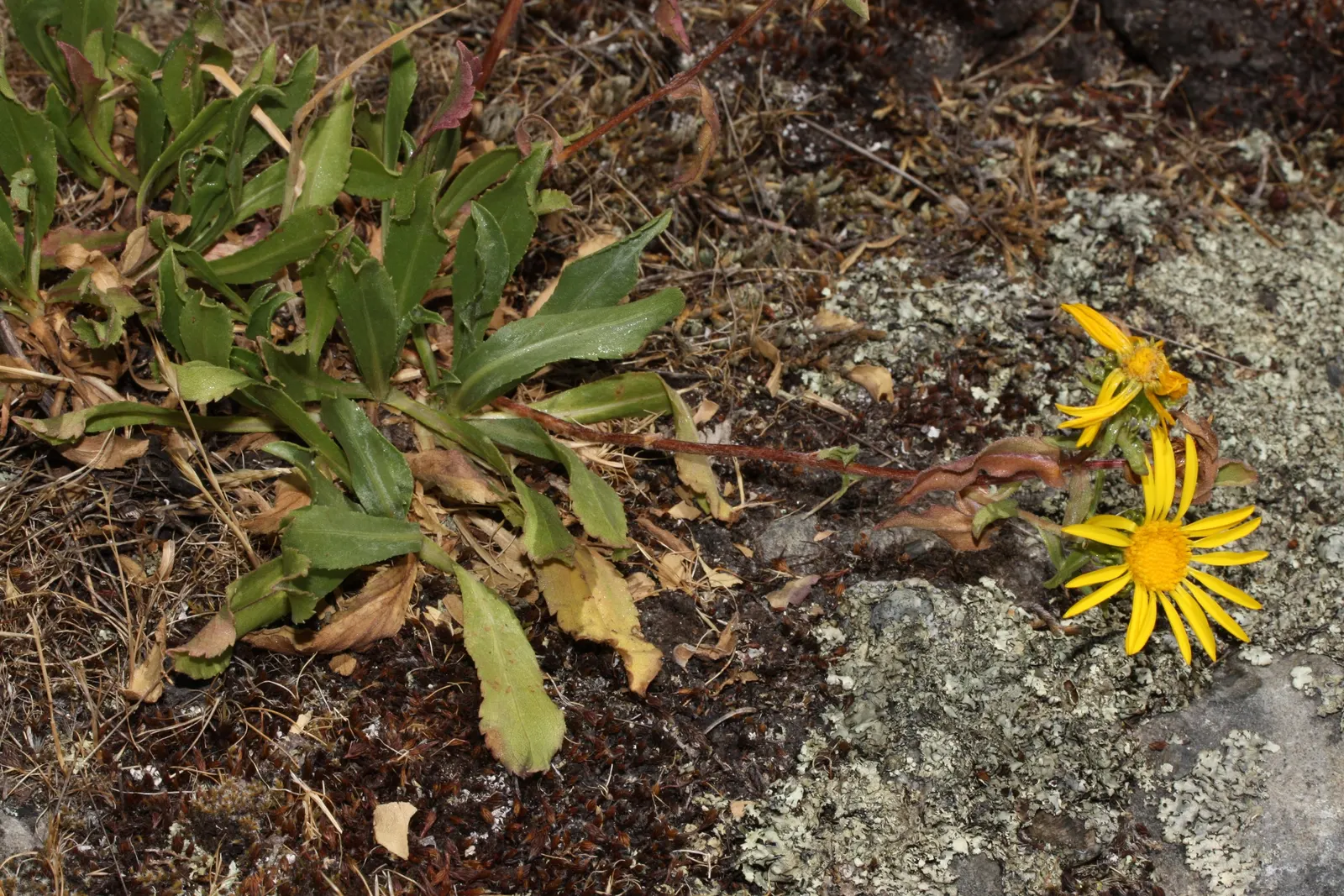 Puget Sound Gumweed (Grindelia Integrifolia) — Grindelia integrifolia demands full sun exposure to flourish and prefers well-draining soils