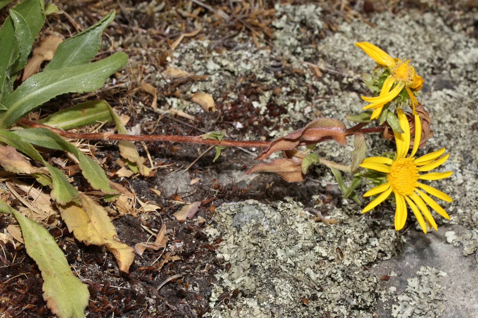 Puget Sound Gumweed (Grindelia Integrifolia) — It flourishes in full sun and requires well-drained soil, growing up to 3 feet tall