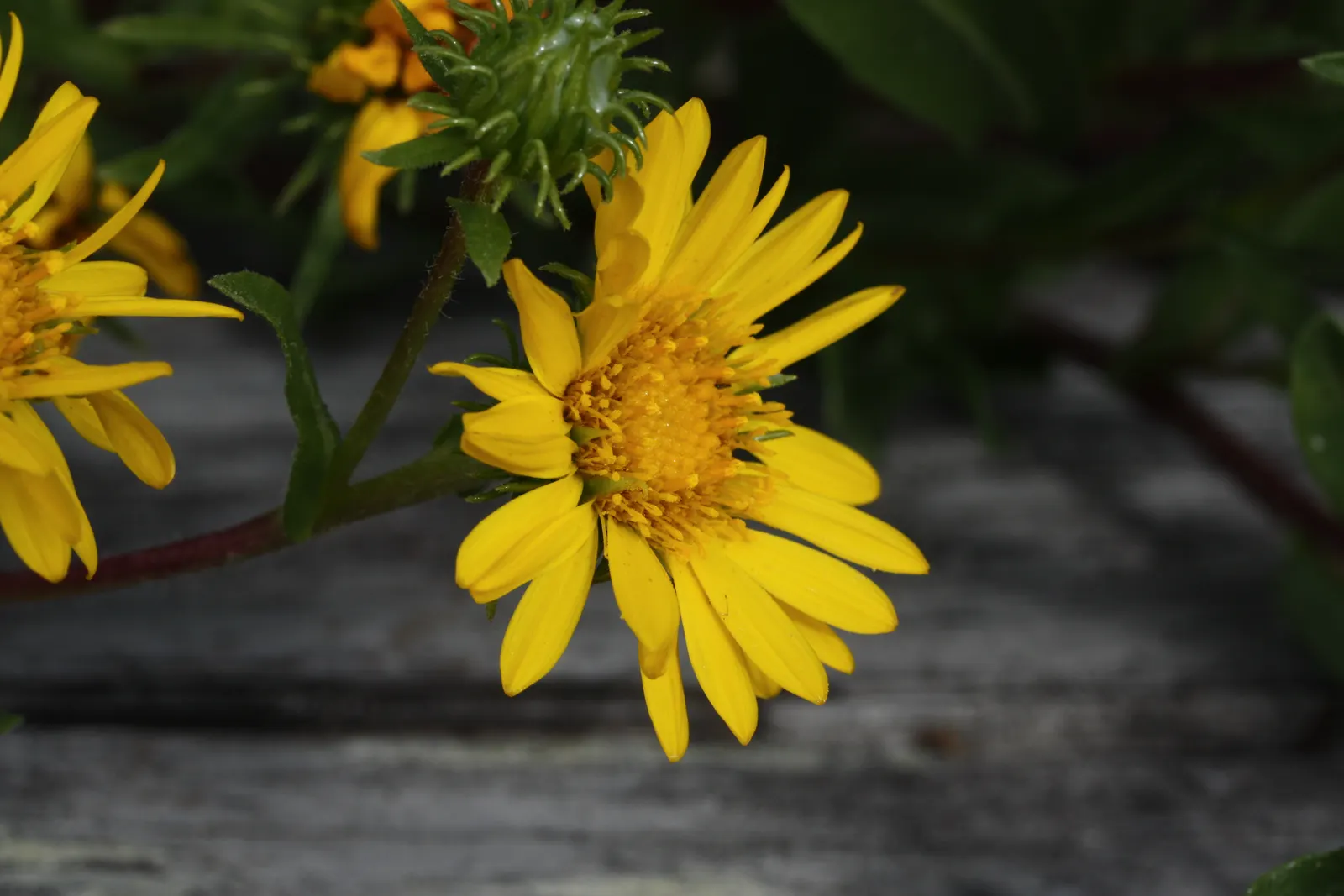 Puget Sound Gumweed (Grindelia Integrifolia) — this species thrives in USDA hardiness zones 6 through 9
