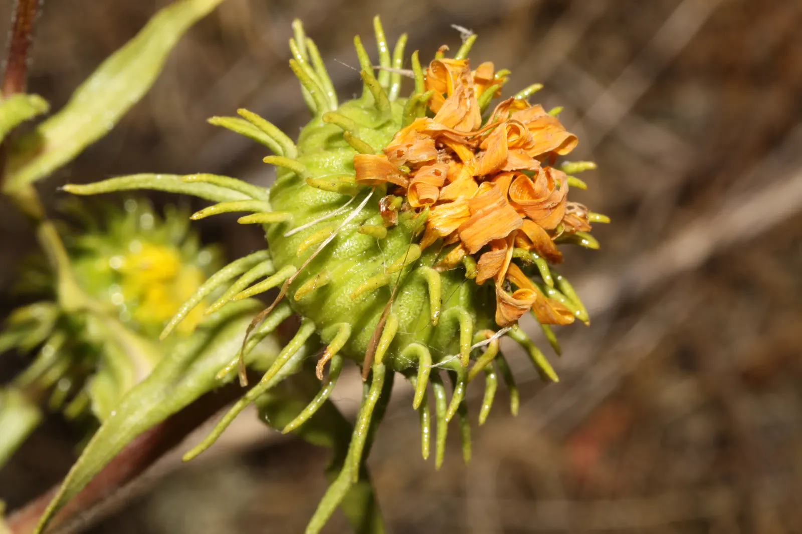 Puget Sound Gumweed (Grindelia Integrifolia) — The foliage provides a lush backdrop for the plant's distinctive yellow flowers
