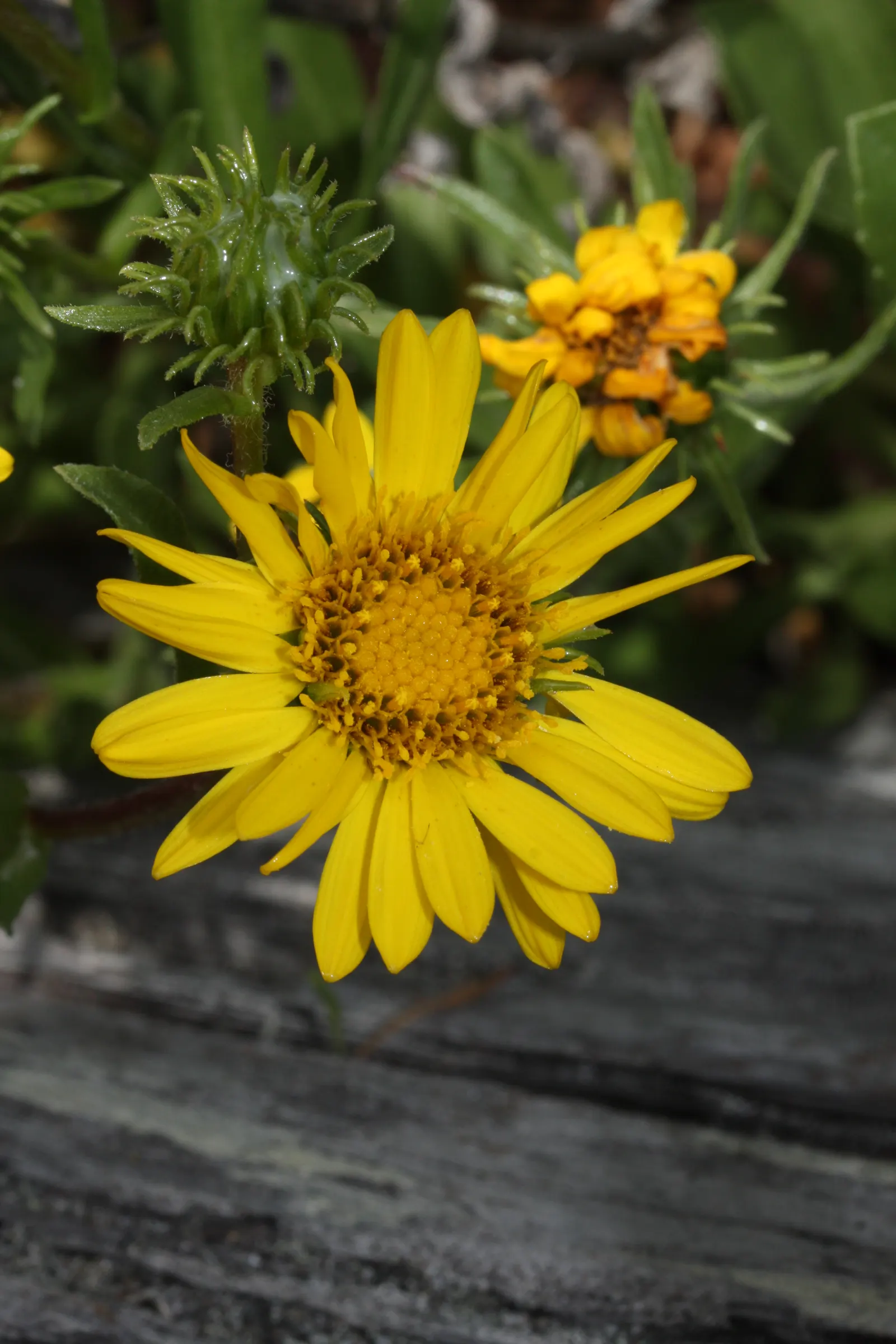 Puget Sound Gumweed (Grindelia Integrifolia) — but the plant can endure short periods of drought