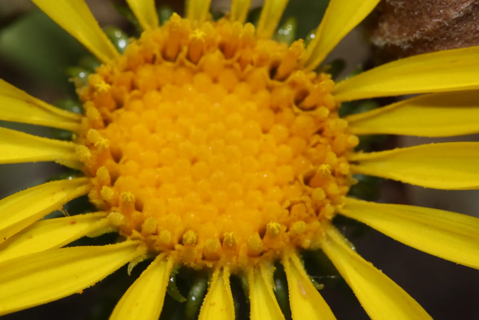 Puget Sound Gumweed (Grindelia Integrifolia) — as its blossoms attract a host of bees and butterflies