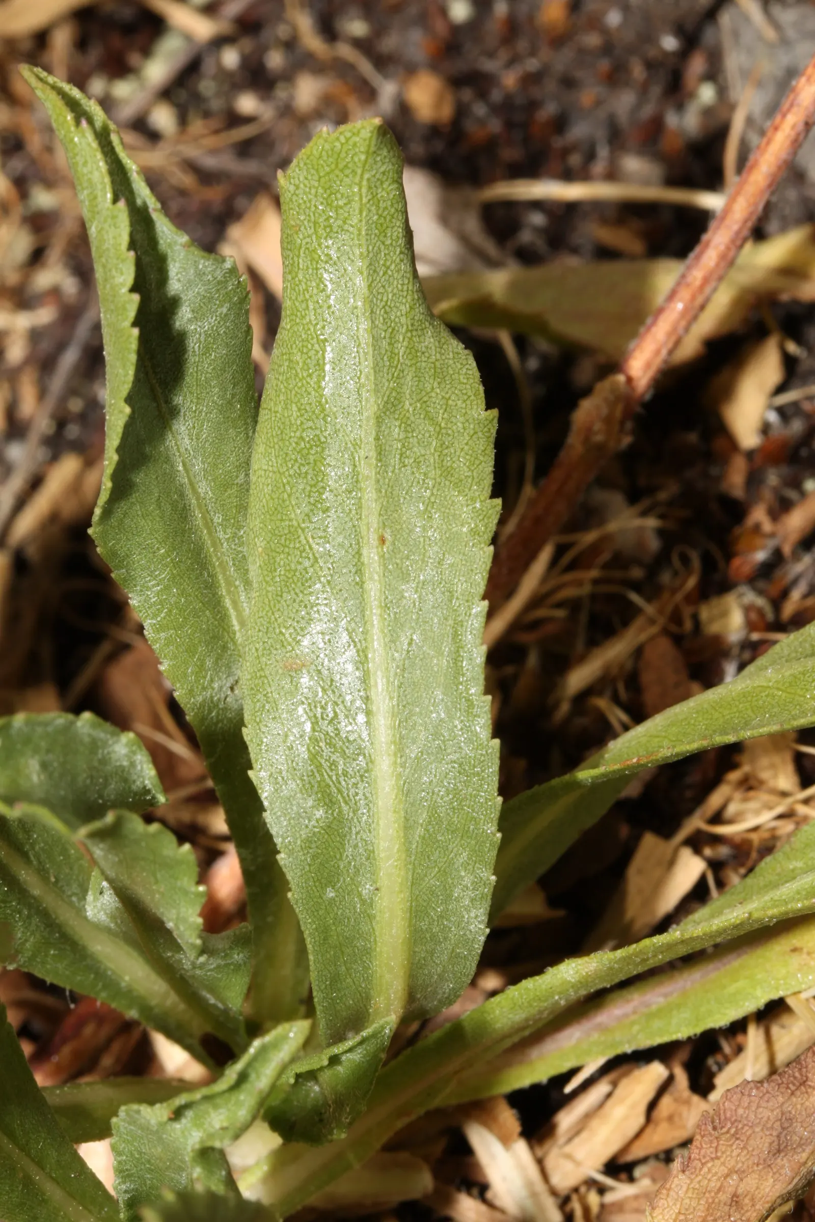 Puget Sound Gumweed (Grindelia Integrifolia) — known for its sticky texture