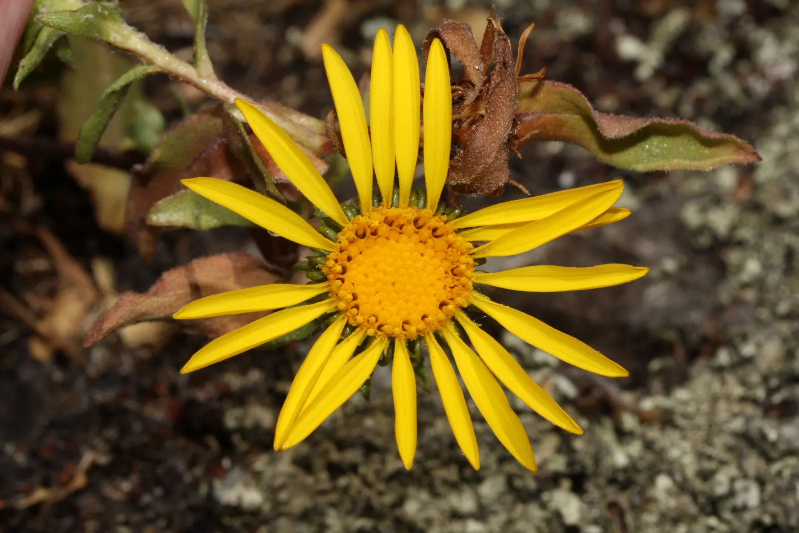 Puget Sound Gumweed (Grindelia Integrifolia) — making it an excellent choice for a plethora of garden environments.<br><br>Characterized by its sturdy stalks