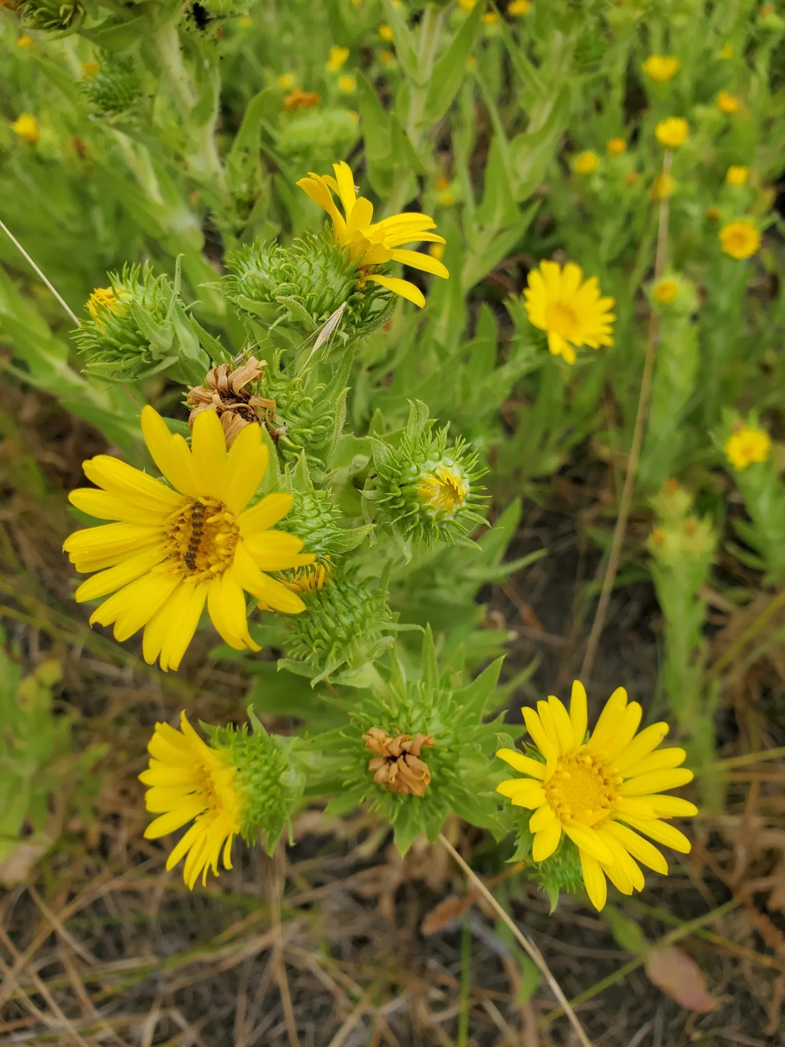 Puget Sound Gumweed (Grindelia Integrifolia) — featuring numerous ray florets that encircle a resinous
