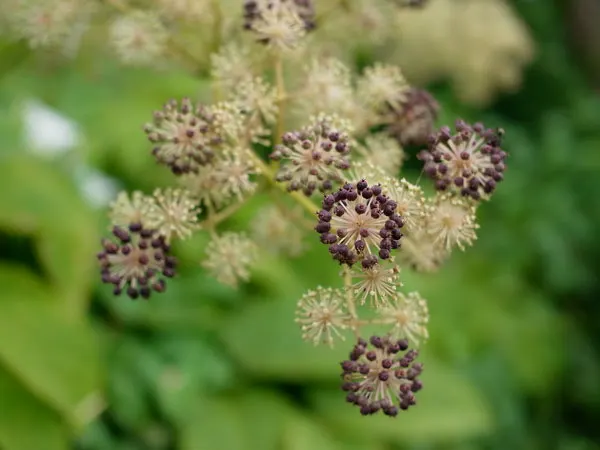 Japanese Spikenard (Aralia Cordata) — Japanese Spikenard (Aralia cordata) offers a bold, tropical appearance with its sizable, bright green leaves