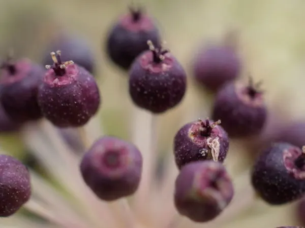 Japanese Spikenard (Aralia Cordata) — white flowers in the garden