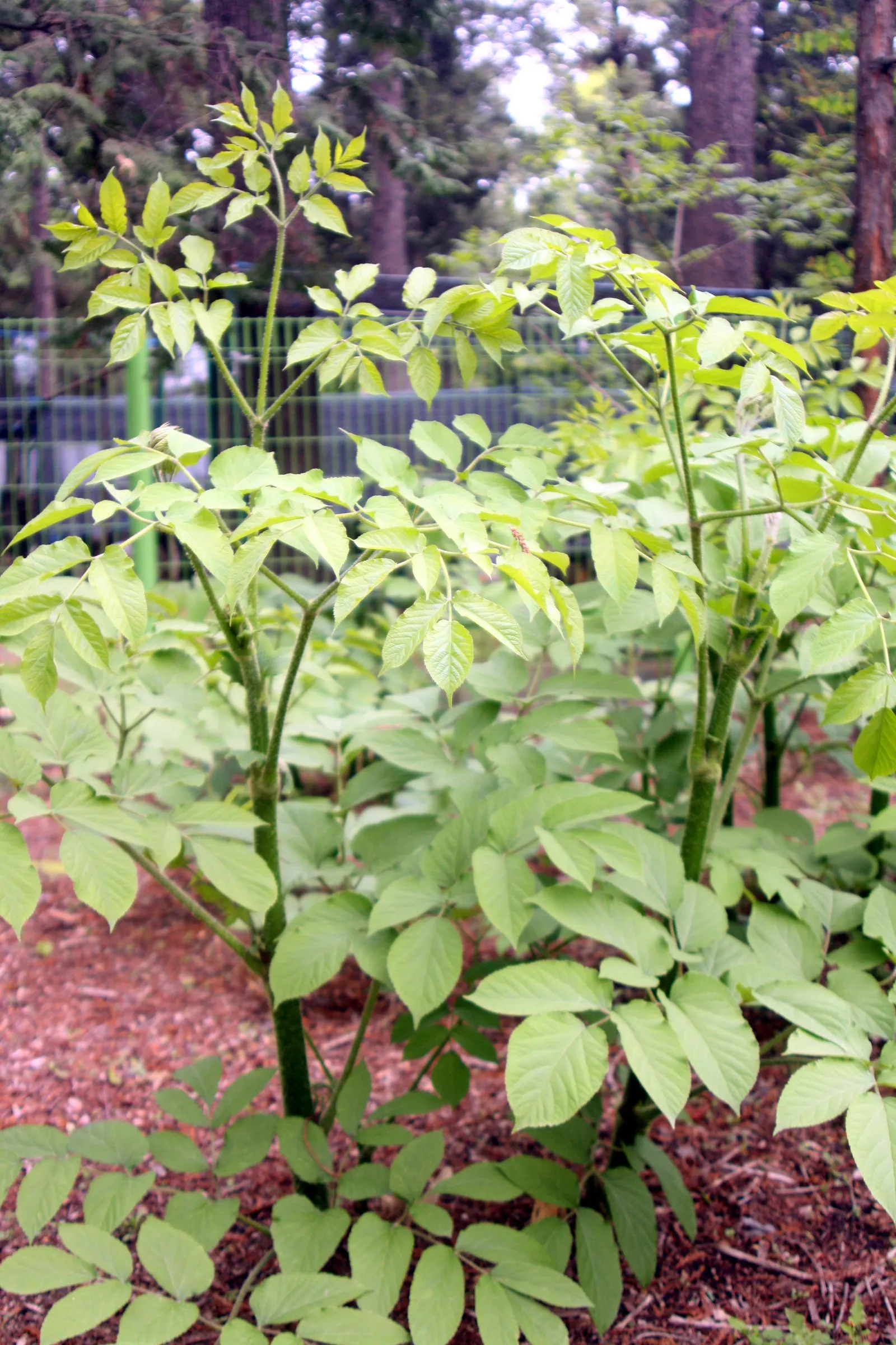 Japanese Spikenard (Aralia Cordata) — encouraging avian visitors to your garden.<br><br>For optimal growth