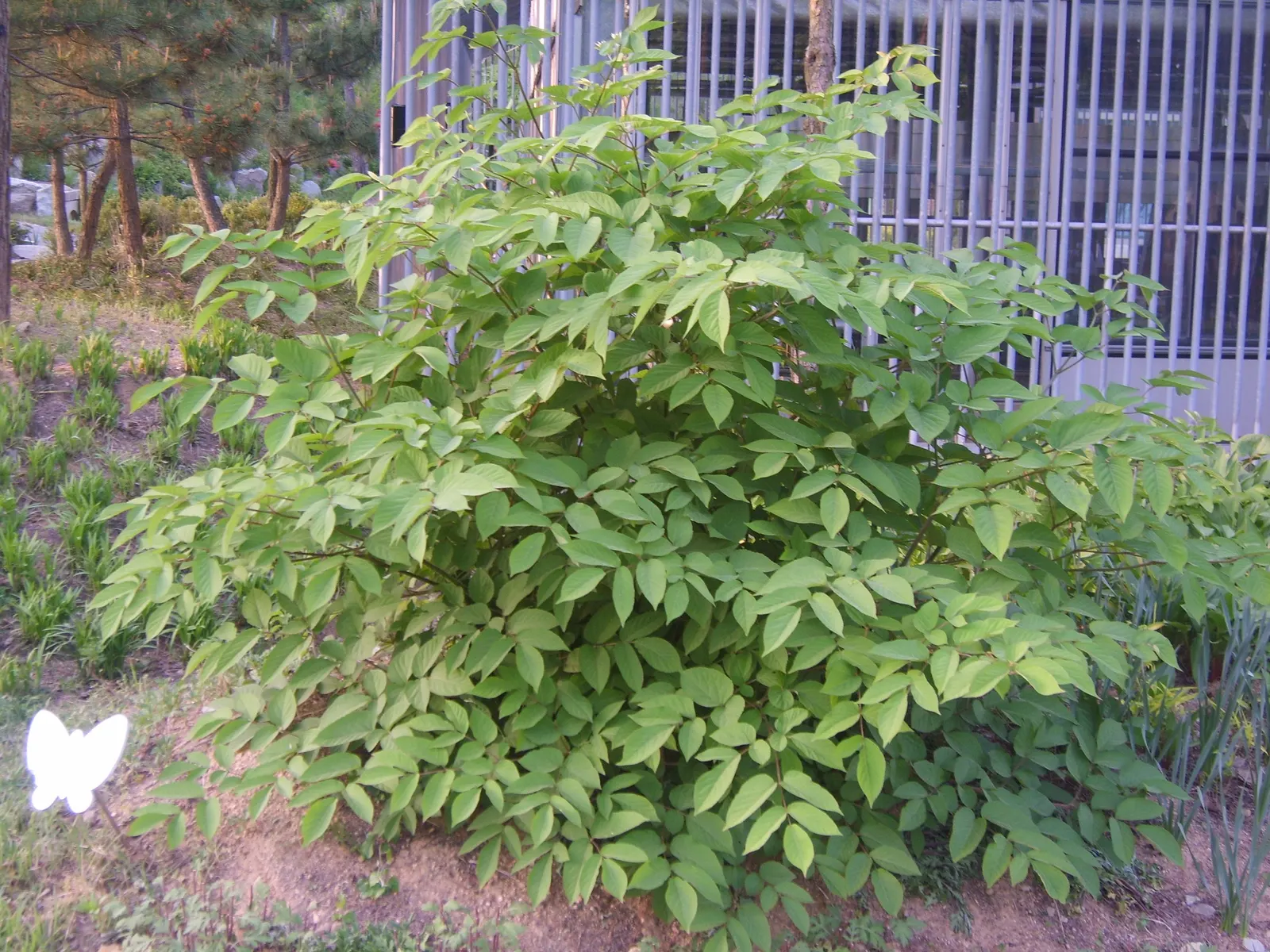 Japanese Spikenard (Aralia Cordata) — this plant is also admired for its edible shoots and roots in its native region