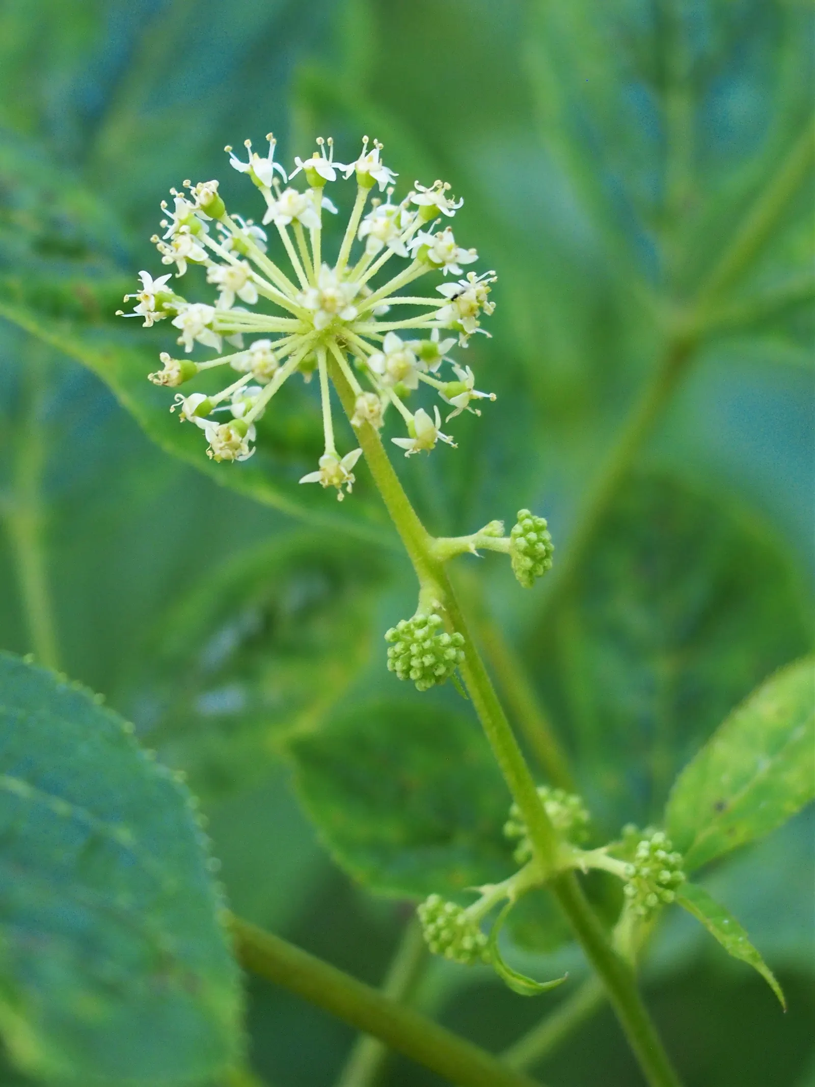 Japanese Spikenard (Aralia Cordata) — Reaching up to 6 feet in height and 3 feet in width, it provides striking texture in a shaded garden