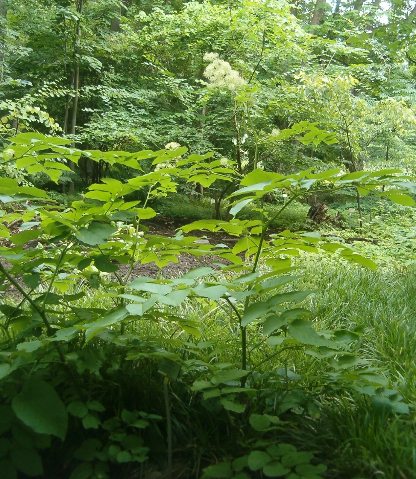 Japanese Spikenard (Aralia Cordata) — this perennial makes a resplendent undercanopy or standalone accent; in late summer, small yellow flowers emerge