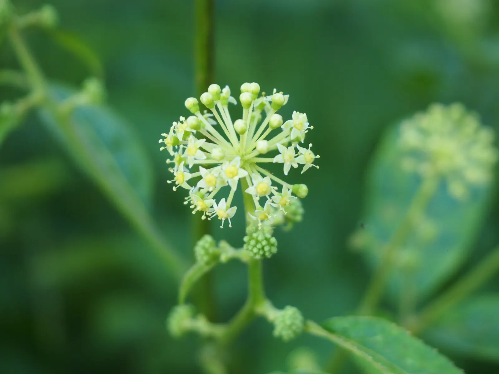 Japanese Spikenard (Aralia Cordata) — tropical look to any landscape