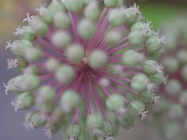 Japanese Spikenard (Aralia Cordata) — is an impressive herbaceous perennial that brings a bold